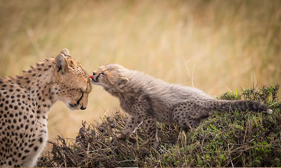 2-Days/1-Night Masai Mara flight Safari Adventure 